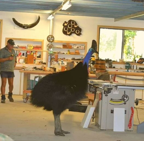 Romper Stomper, An Enormous Cassowary Well-liked By Locals In Julatten, Queensland, Australia, Is Even