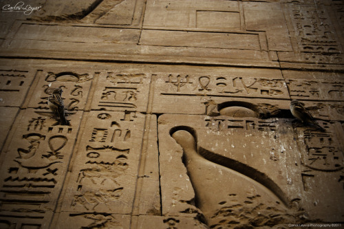 Edfu&rsquo;s Temple Birds (by Carlos Leyva ®)