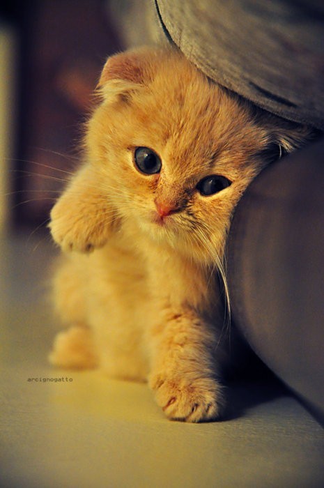 I need a scottish fold in my life.