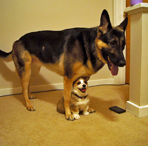 tastefullyoffensive:
““Day 2: The giant horse-dog still hasn’t noticed me.” [thats_absrd]
”