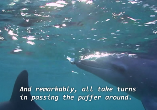 chefcurrywithdathots: primaldata: rubiesfairy: gang0fwolves: nyilams: did u kno dolphins puff puff p