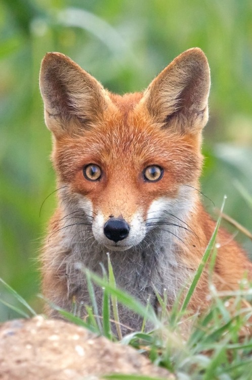 Porn Pics dr4gonland:  Fox Portrait by BenjaminSchieder