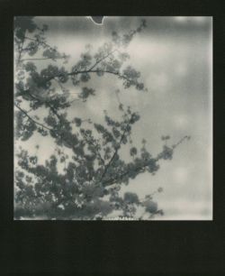 fleurlungs: Nobuyoshi Araki / Sakura polaroids series, Tokyo