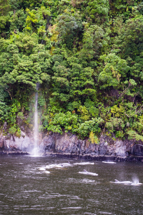 The best part of my Milford Sound cruise?  This pod of dolphins that followed us for a good 15 