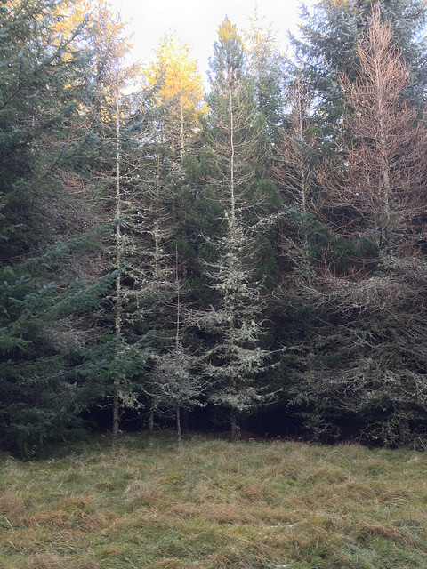 We went out for a walk in the evergreen wood behind the house yesterday, and found two stands of dea