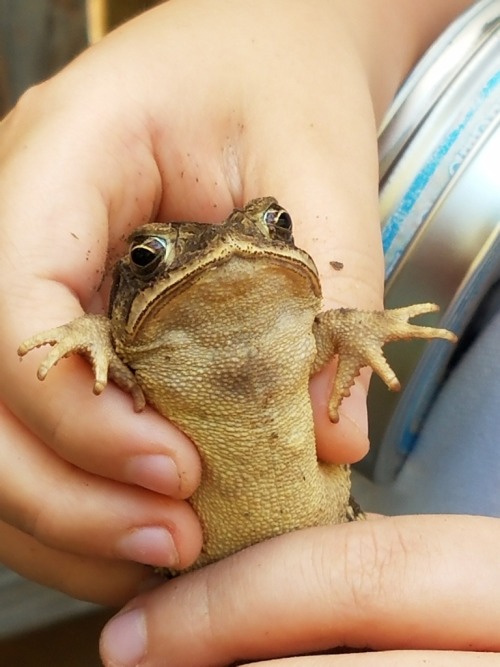 toadschooled:The beautiful eyes and yellow belly of the Gulf coast toad [Incilius nebulifer], a spec