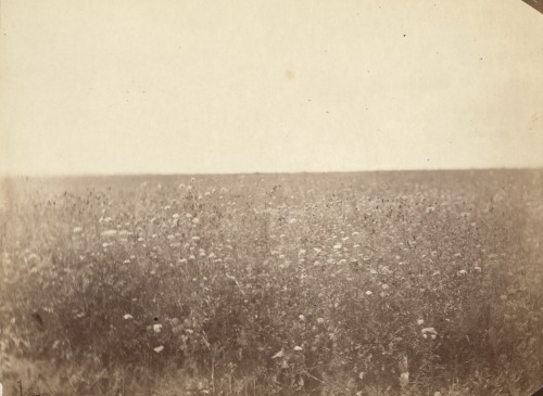 dame-de-pique: Flowery steppes between Barnaoul [i.e., Barnaul] and Tomsk, 1885