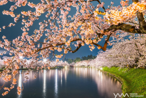 弘前城夜櫻 Hirosaki Castle / Aomori, Japan by yameme View On Black flic.kr/p/2ggSyt1