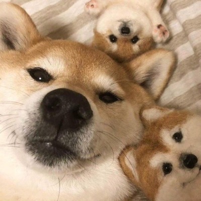 Featured image of post Shiba Inu Cute Tumblr Welcome to pepe frog channel