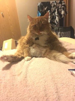 chubbycattumbling:  This here is Marcus. He like sitting like people 