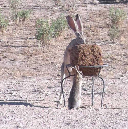 hearthawk: aww-cute-animals: Rabbit vs. Hare Well, that puts it in perspective….