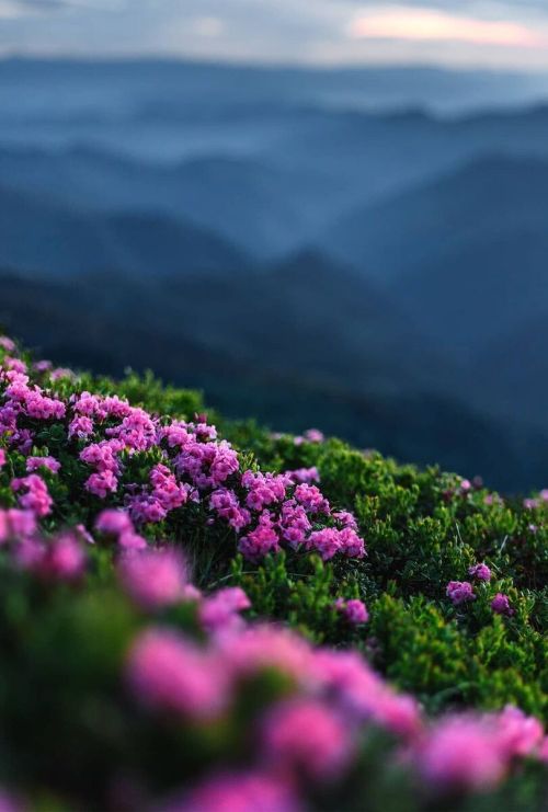 j-k-i-ng:“Carpathians Nest” by | Alexander KalininPip Ivan Marmarosky, Ukraine¹, Romania²