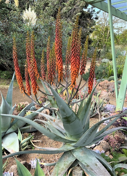 Aloe pseudorubroviolaceaThis aloe (with its absurdly long name) is native to southern Saudi Arabia, 