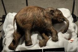 sixpenceee:  Lyuba is a female woolly mammoth