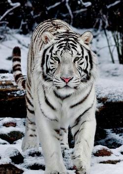 llbwwb:  White tiger by Noname 