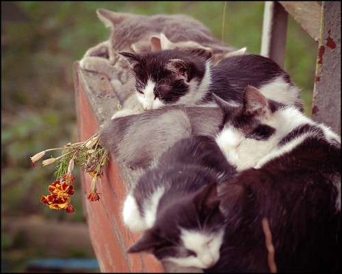 (via 35PHOTO - Berkanka - :-))