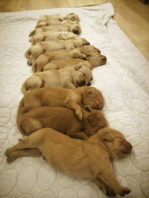 cuteanimalspics:  11 Two Week Old Golden Retrievers (Source:…
