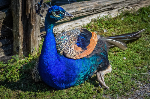 Male Peacock (he followed us to the point where we almost left the island zoo lmao) Centre Island, T