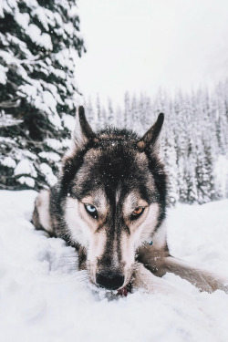 souhailbog:   The leader of our hikes, Apollo