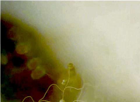 rotifers:  scientificvisuals:  Spongillafly larvae (genus Climacia) weaving distinctive chain-link cocoons. They spin another cocoon inside the fence. Sources here and here. More images here.   I’ve seen adult spongillaflies but have yet to encounter