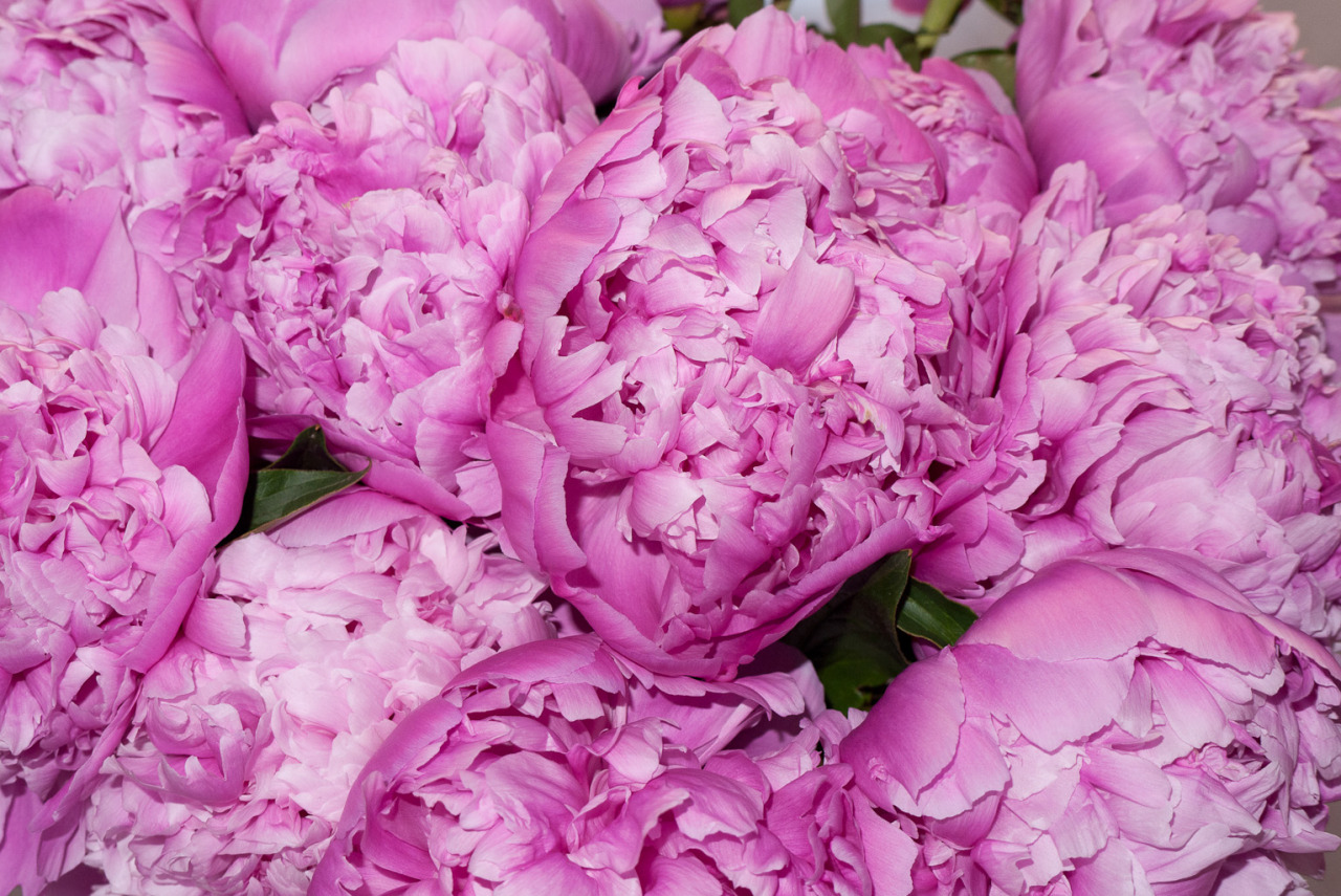 terrysdiary:  My favorite flowers are Peonies #2 