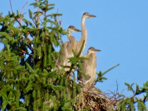 I went to look at the heron rookery again. My poor little camera isn’t up to that kind of distance b