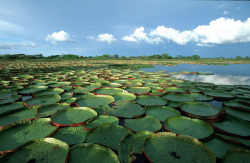 flyingcamel:  Giant Waterlily field in the Amazon.  Victoria amazonica, which has leaves up to three feet (1m) in diameter and sturdy enough to support a child.   