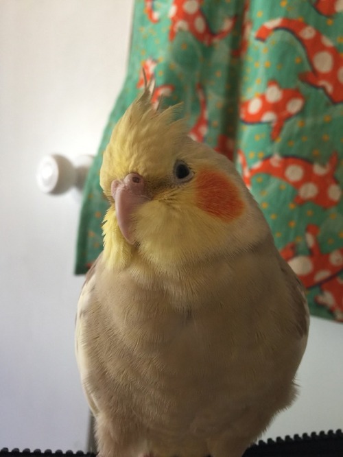 fersne: Hey!! I’m posting this in hopes of getting some help for Minos, my (almost) 3 year old
