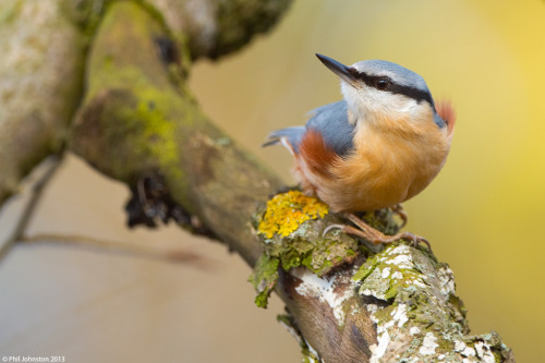 Eurasian Nuthatch (Sitta europaea) &gt;&gt;by Phil Johnston