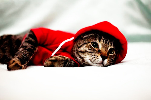 andherlifewasneverthesame:  suddenly my cat needs a hoodie 