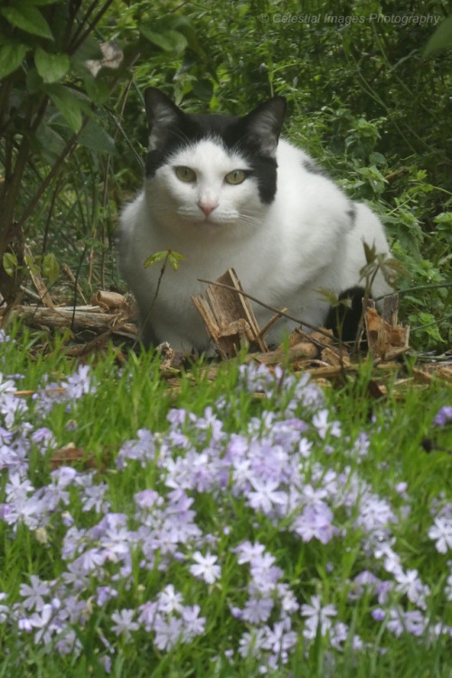 In the Phlox