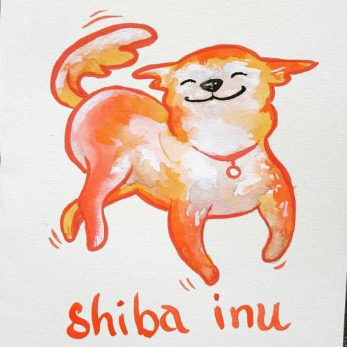 Shiba Inu breed柴犬