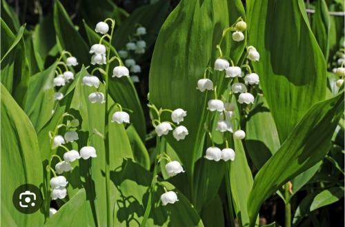 Jellical Cats' Favorite Flowers