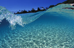 highenoughtoseethesea:  What lies beneath. Photos: Sean Davey 