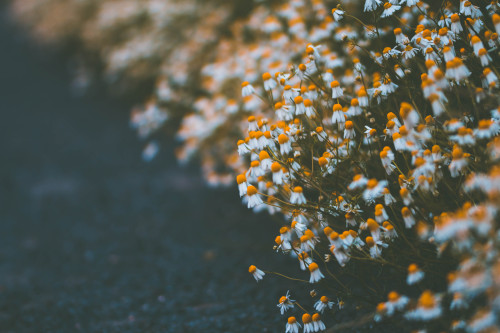  Ein Kamillenfeld irgendwo am Rande eines Dorfes.[A chamomile field somewhere at the edge of a villa