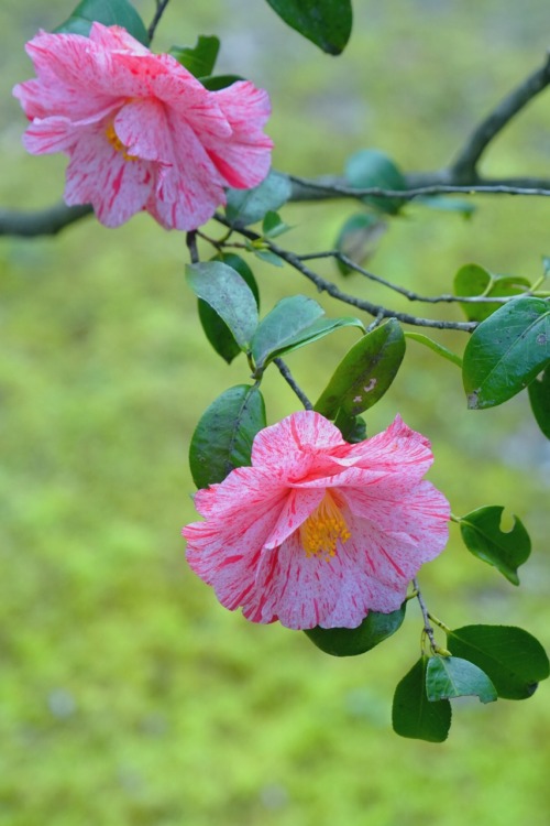 chitaka45:京都 法金剛院 待賢門院桜 桜2020 Kyoto Hokongoin cherry blossoms