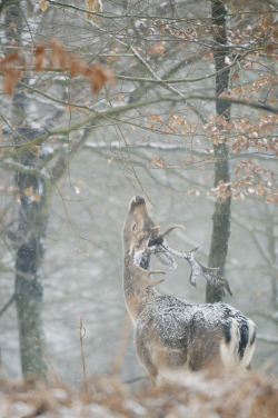 earthandanimals:   First snow of winter 