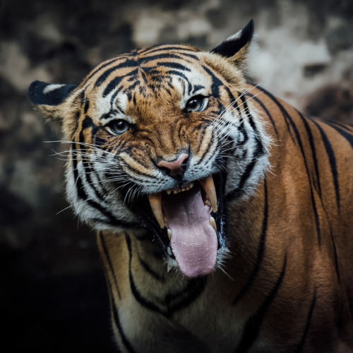 sdzoo:  Connor’s Canine’s - A tiger’s large canine teeth and powerful jaws are used to grab a prey animal by the neck and suffocate it. Tigers use their sandpaper-rough tongues to scrape the last bits of meat from the bones of a meal. A tiger makes
