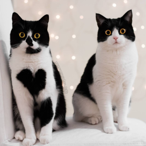 annethecatdetective: catsbeaversandducks: Izzy &amp; Zoë  “We are sisters!&rdquo