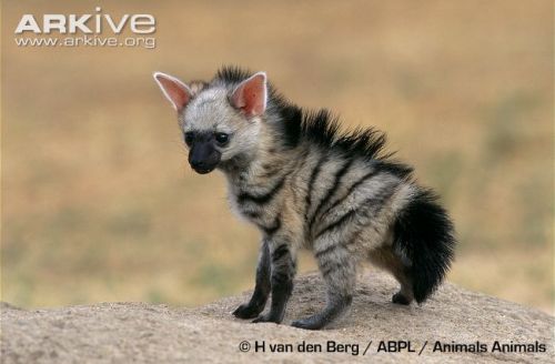 Aardwolf The aardwolf is a small relative of the hyena and lives in East and Southern Africa. Becaus