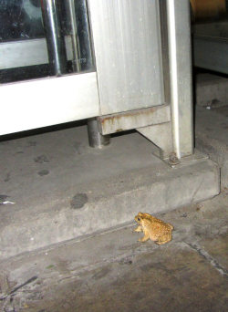 buddhabrand:  pickledpennies:  toadschooled:  This Asian common toad [Duttaphrynus melanostictus] was spotted climbing into a phone booth at the Bangkok Asiatique Night Market. Photographs by   Michal Ginter  he needs to make an important call   maybe