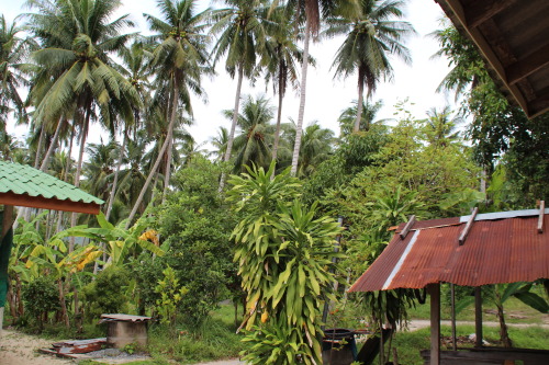 koh samui