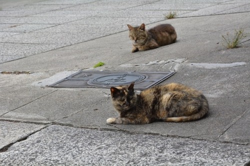 tomo-ban:  余裕だね　#neko　#猫　#cat