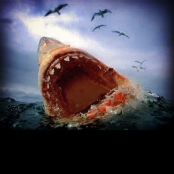 Apex.       #spiritanimal #greatwhite #whitepointer