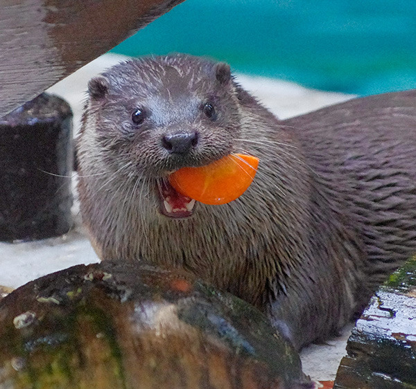dailyotter:
“Look What I Have!
Thanks, teakura!
[Ueno Zoological Garden, Tokyo]
”