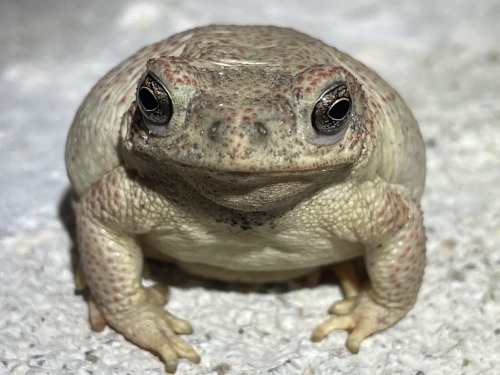 toadschooled:Why do you shy from the camera sir? Please show us that lovely face. This red-spotted t