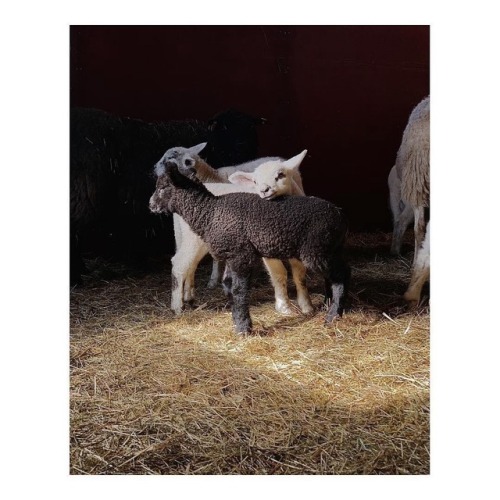 | @almestal  . . . . . #photography #animal #sheep #nature #sweden #otrasdemencias  www.inst