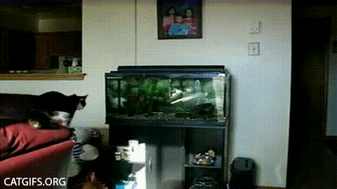 GIF TV