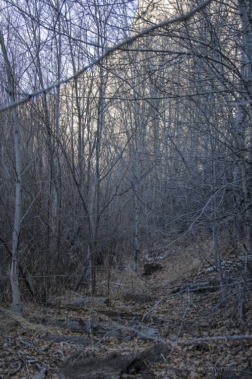 A Whispering Woodland: © riverwindphotography, November 2020