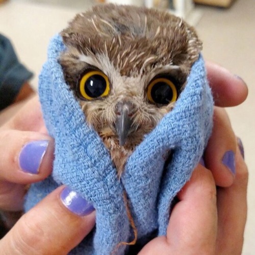 cute-overload:Baby owl after a bath.cute-overload.tumblr.comsource: imgur.com/r/aww/L7